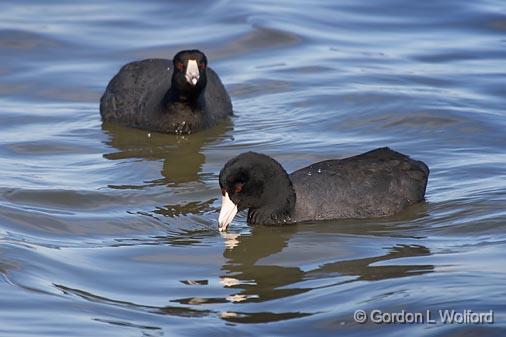 Two Coots_40782.jpg - American Coot (Fulica americana)Photographed by an 'old coot' along the Gulf coast near Rockport, Texas, USA.